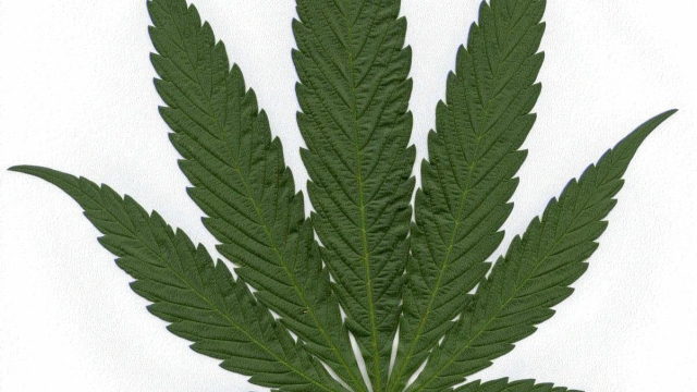 Unveiling the Green Revolution: Exploring the Buzz behind Marijuana