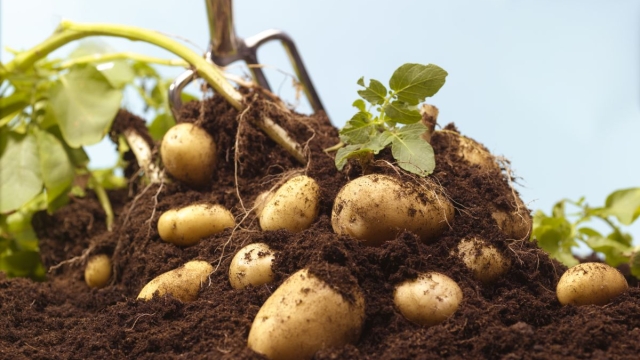 Unearthing the Perfect Potato Partners: Discovering Ideal Companion Plants