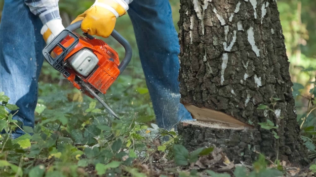 Unrooting the Truth: Exploring the Art of Tree Removal