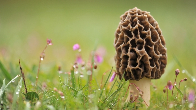 From Fungi to Feast: A Beginner’s Guide to Mushroom Growing