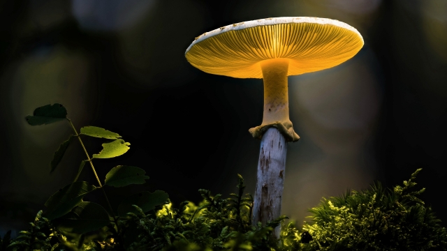 From Spores to Shrooms: Unleashing the Secrets of Mushroom Cultivation