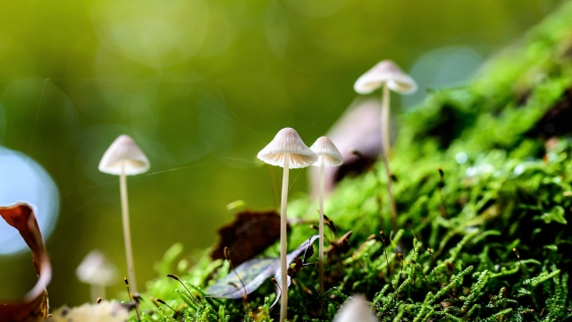Mushroom Magic: Unveiling the Secrets of Successful Mushroom Growing