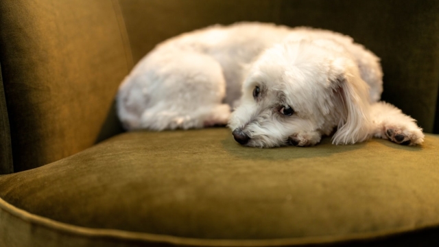 Understanding Common Skin Issues in Pets